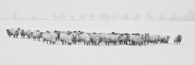 Sheep in a snow field.