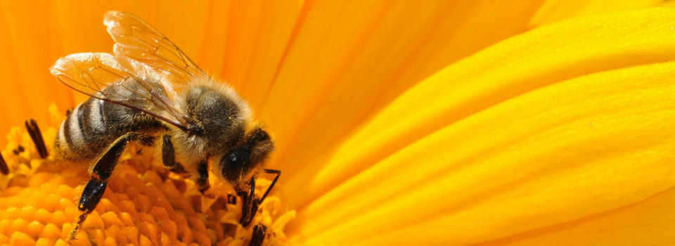Dorset Beekeepers Association