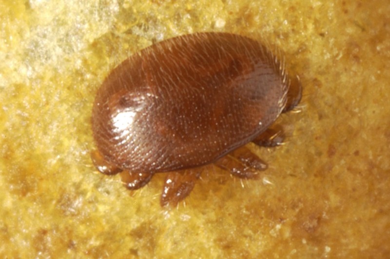 Close Up of Varroa Mite